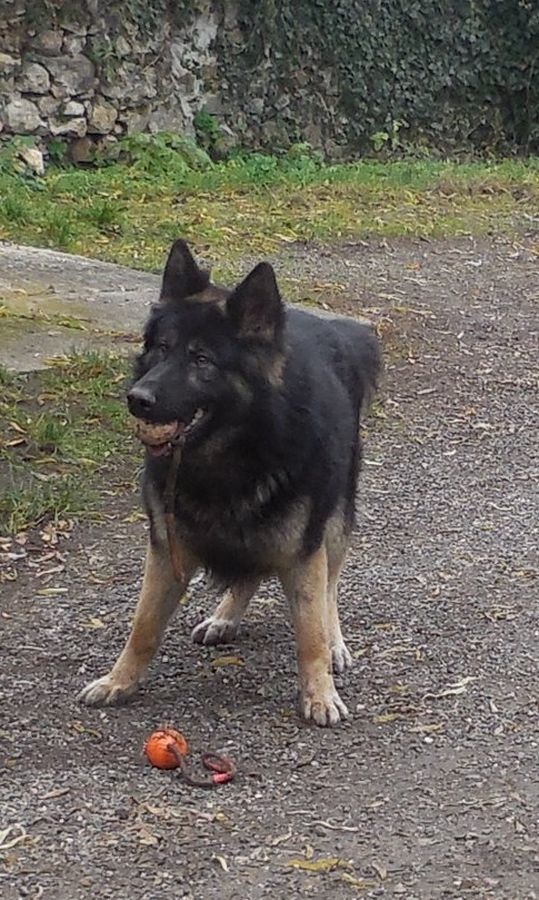 ​A leendő járőrkutya: Astor, a kétéves német juhász