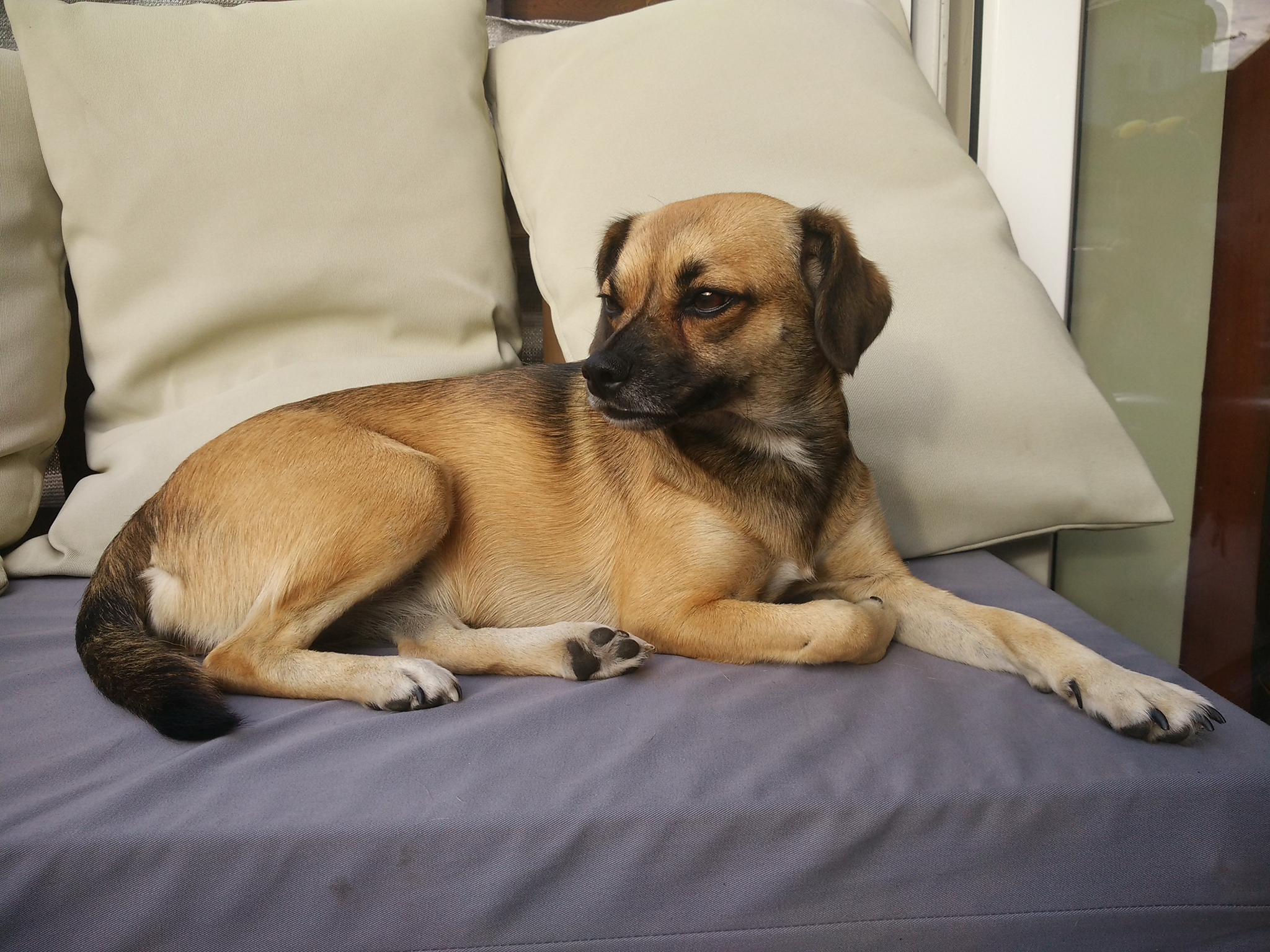 Reális egy szeretetgombóc, kis méretű kutyust a nagy séták után beengedni a házba, lakásba, hogy szorosan hozzánk bújhasson, folyamatosan velünk élhessen, épüljön felénk kötődése.