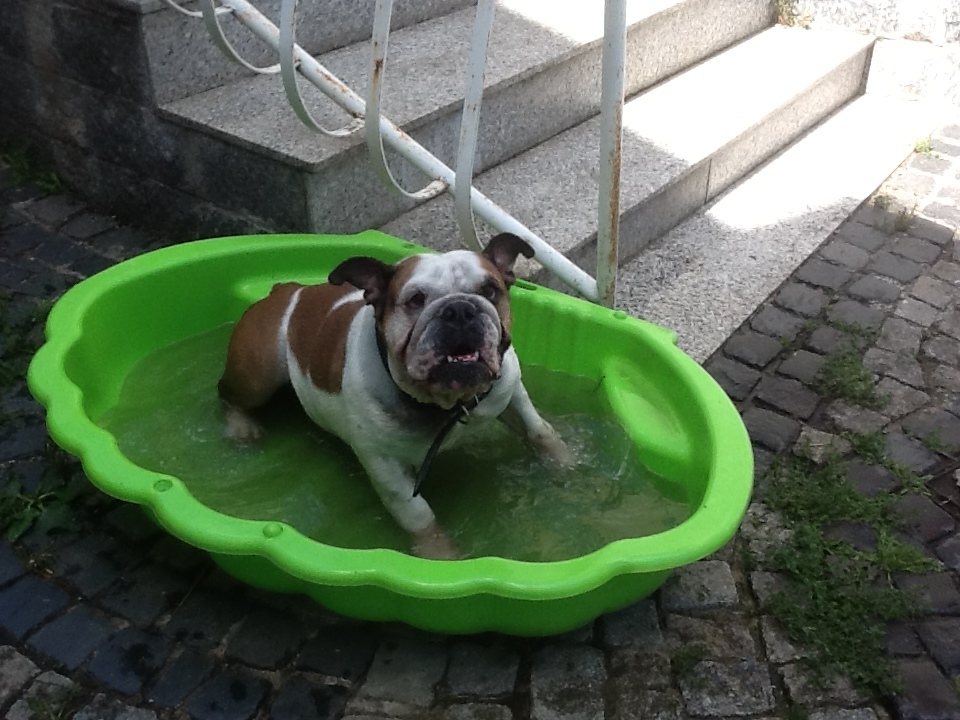 Itt minden kutya jól érzi magát!