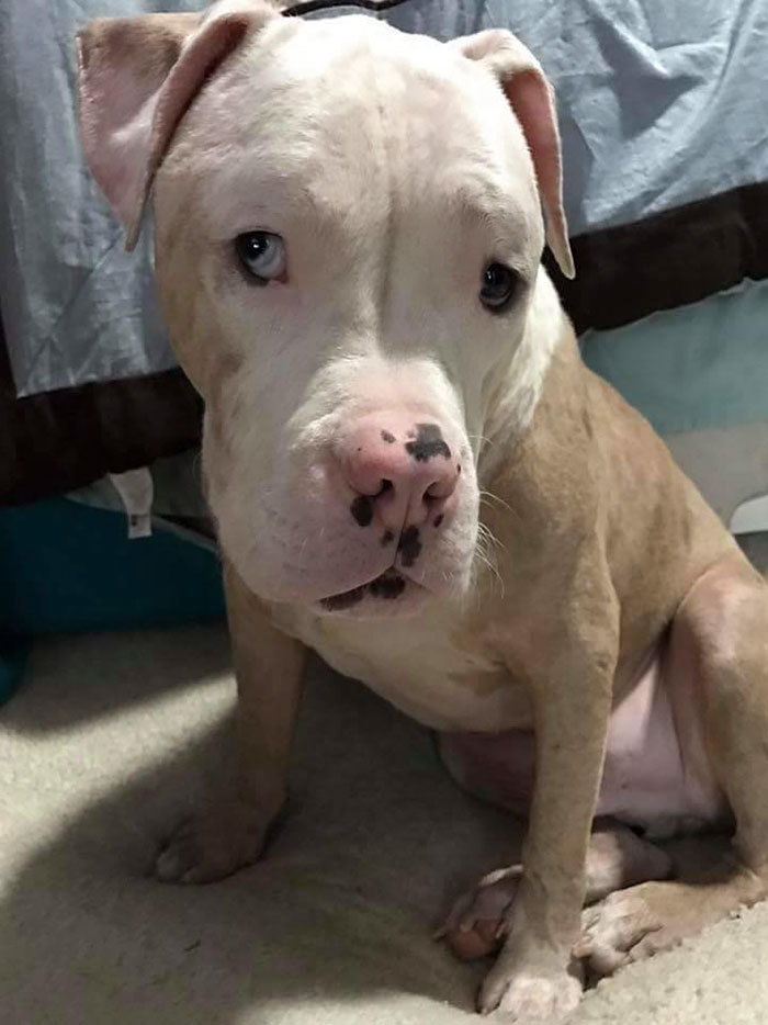 Stinger a kezeléseknek hála visszanyerte szépségét