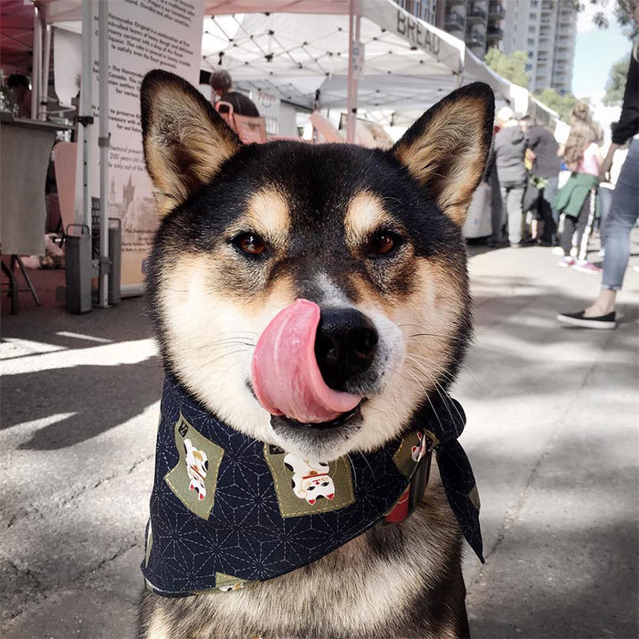 A shiba inunak rengeteg energiája van, amit a gazdiknak le kell vezetnie