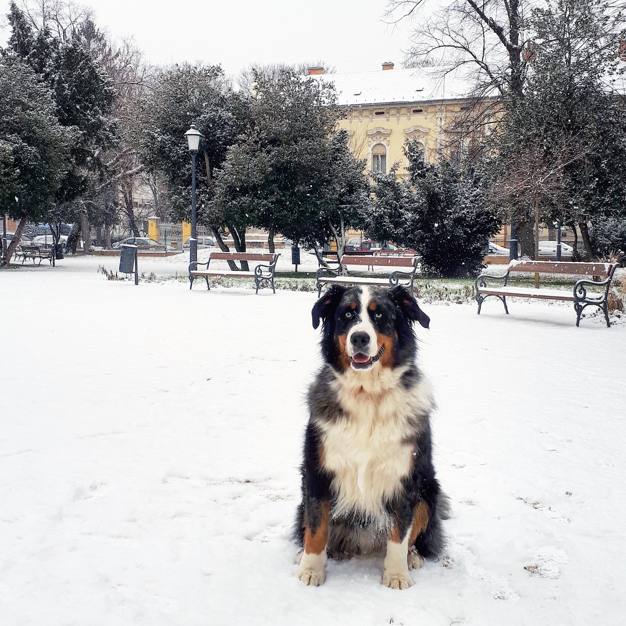 Ha tehetjük, válasszunk inkább sómentes útvonalat a kutyasétára!
