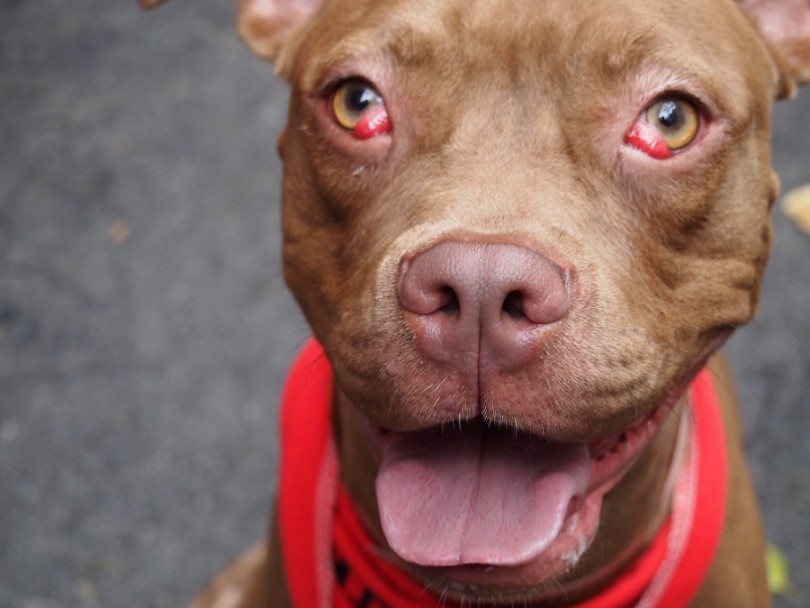 A cseresznye-szem könnyen felismerhető jellemző tünetéről