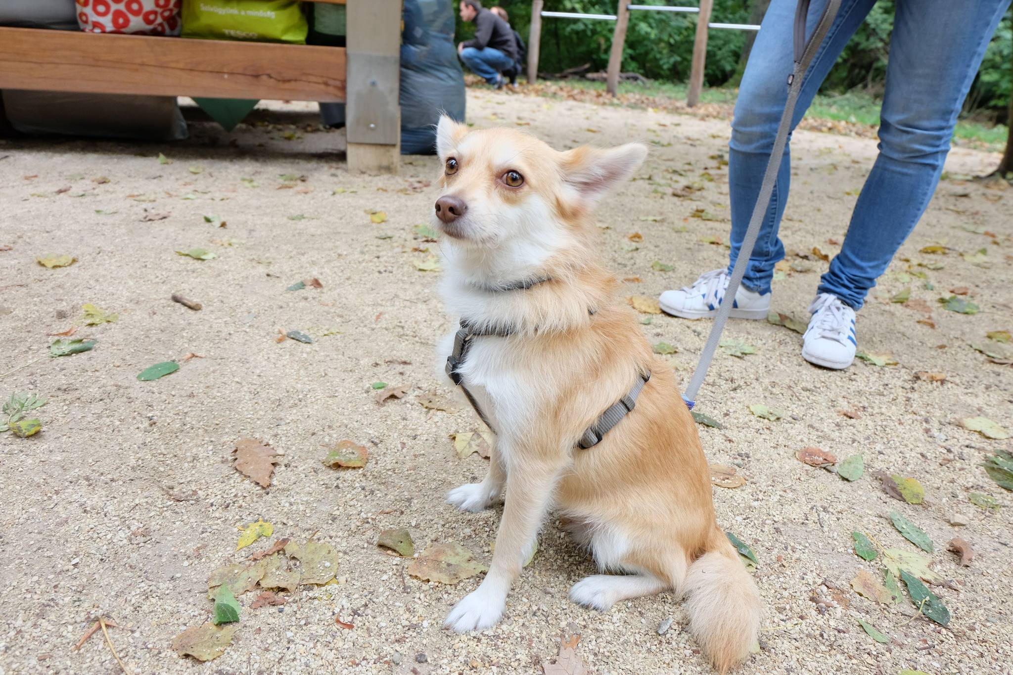 Kicsik és nagyok is érkeztek a jótékonysági kutyasétára
