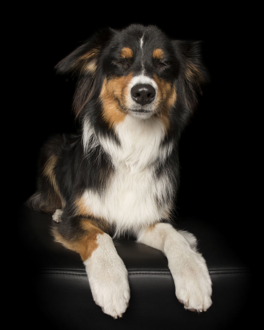 Zen Dogs - Collie Zen Dogs - Collie