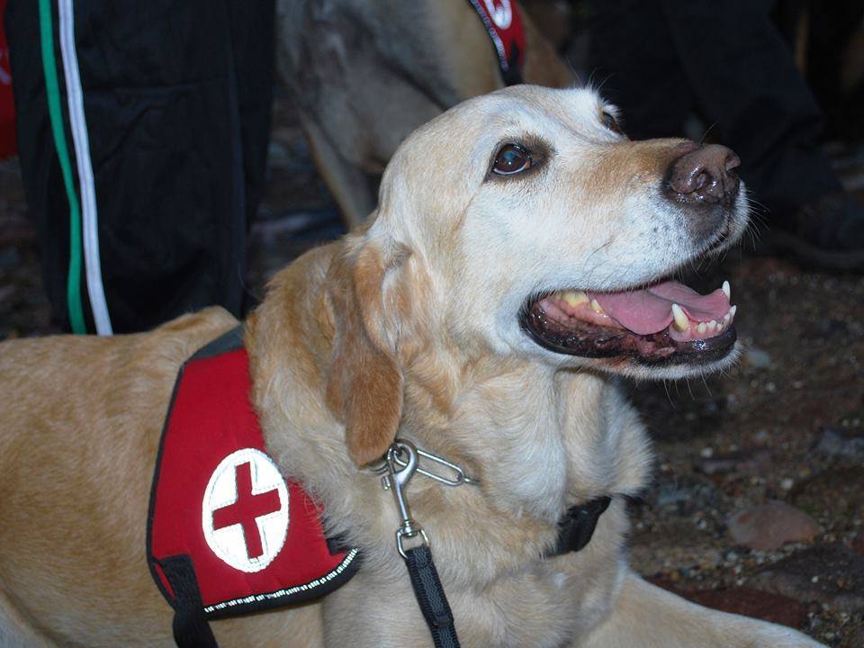 Kira, a Kutyákkal az Életért Alapítvány kiváló romkutató labradorja