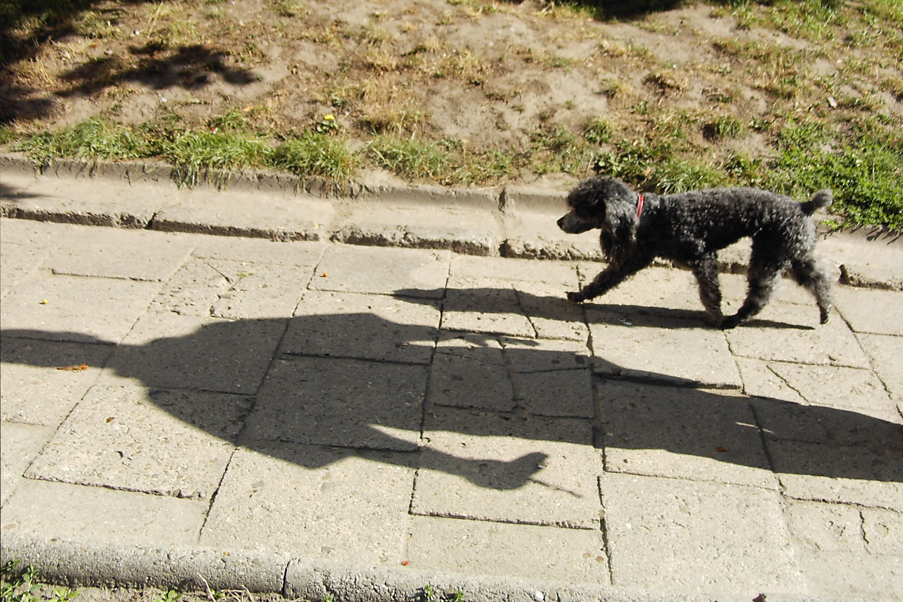 A forró beton komoly sérülést okozhat a kutyának!