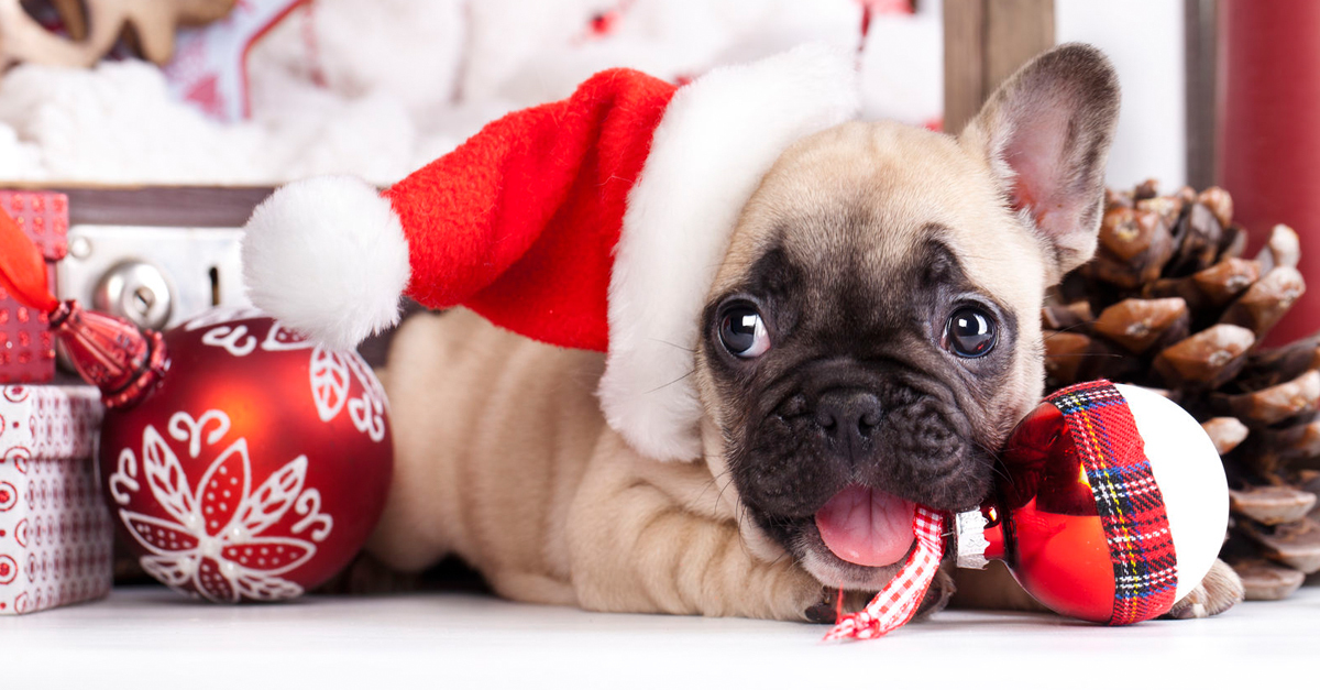 Kutyát karácsonyra - csak akkor, ha biztosan be tudod vállalni!