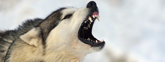 Sokféleképpen tudnak ugatni a kutyák