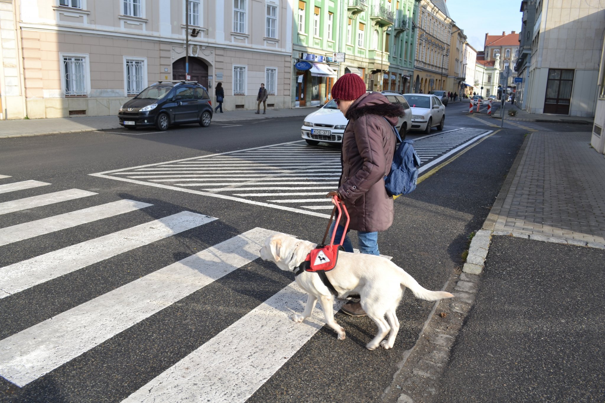 Lili, a vakvezető kutya munka közben