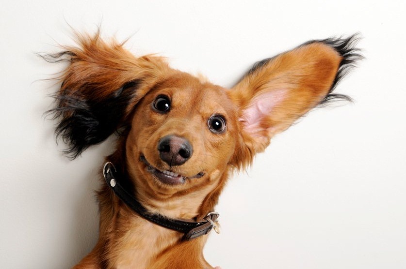 A kutya arckifejezései - miről mesélnek a fülek