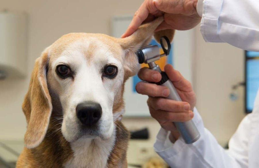 Új kutyával az állatorvosnál - Akkor is fontos, ha idős korában vettünk magunkhoz