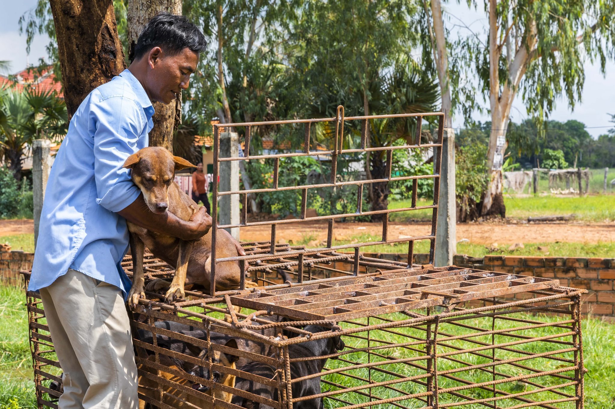 A vágóhíd működtetője maga kért segítséget, hogy bezárhassa végre telepet és kiugorhasson a kutyahúsbizniszből