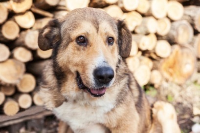 Brumi is gazdikereső Brumi is gazdikereső