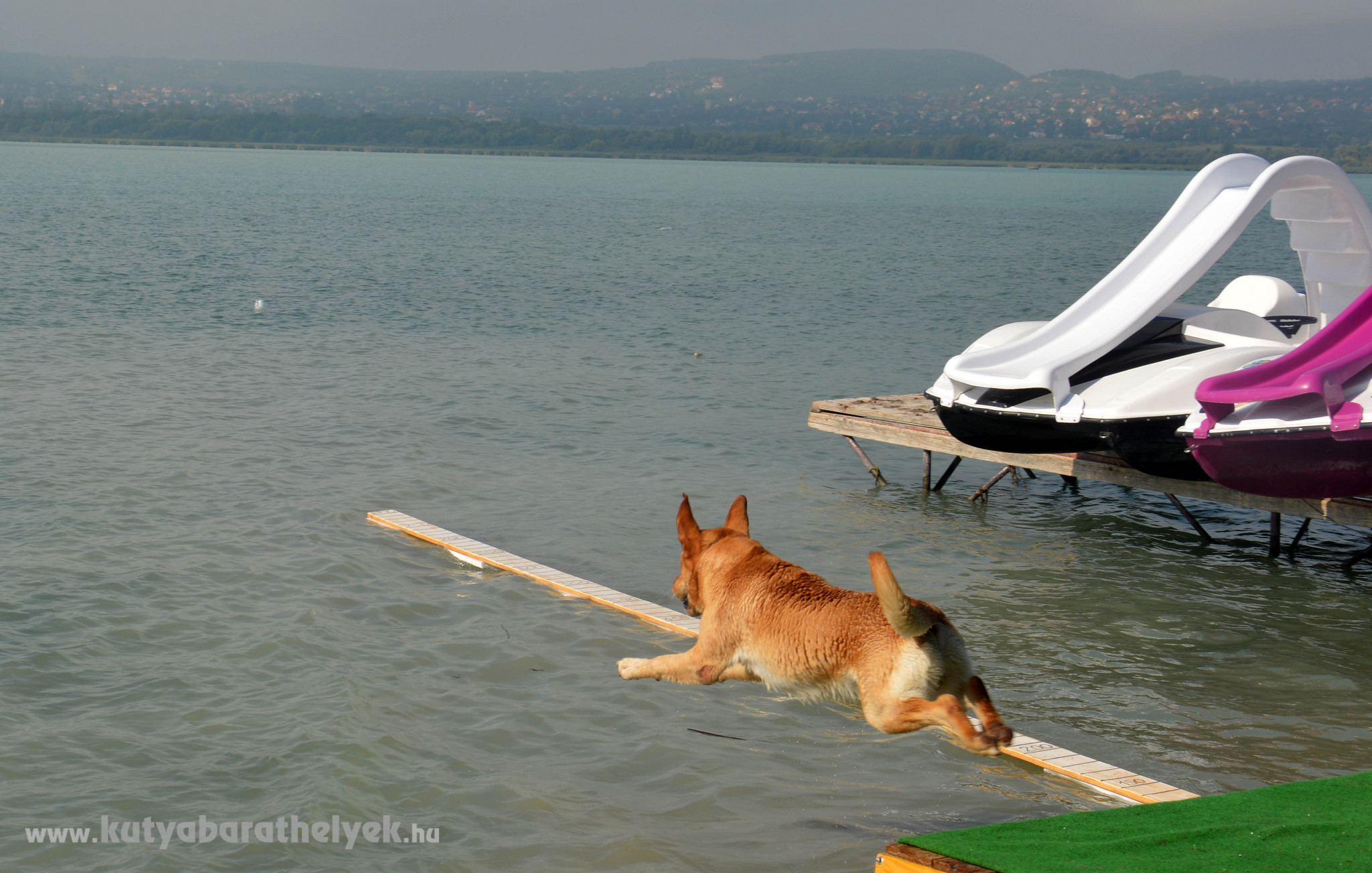 Dog Diving  a FALKAstrandon