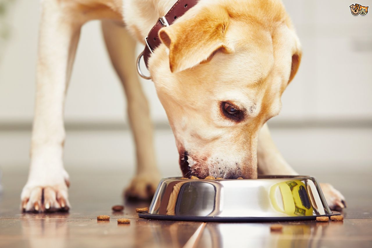 Nem mindegy, mit tartalmaz a táp