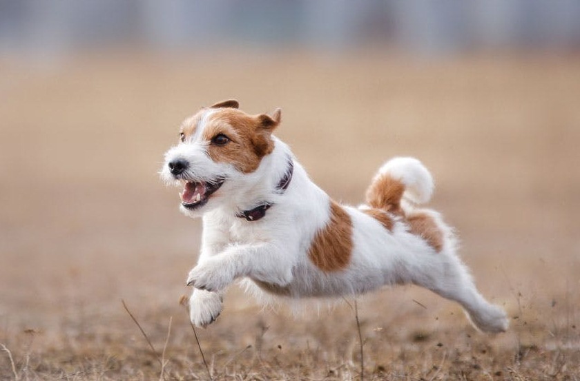 Futás közben is hátracsaphatja füleit a kutya