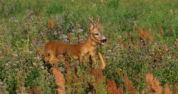 Ne zavarjuk a vadat az erdőben!