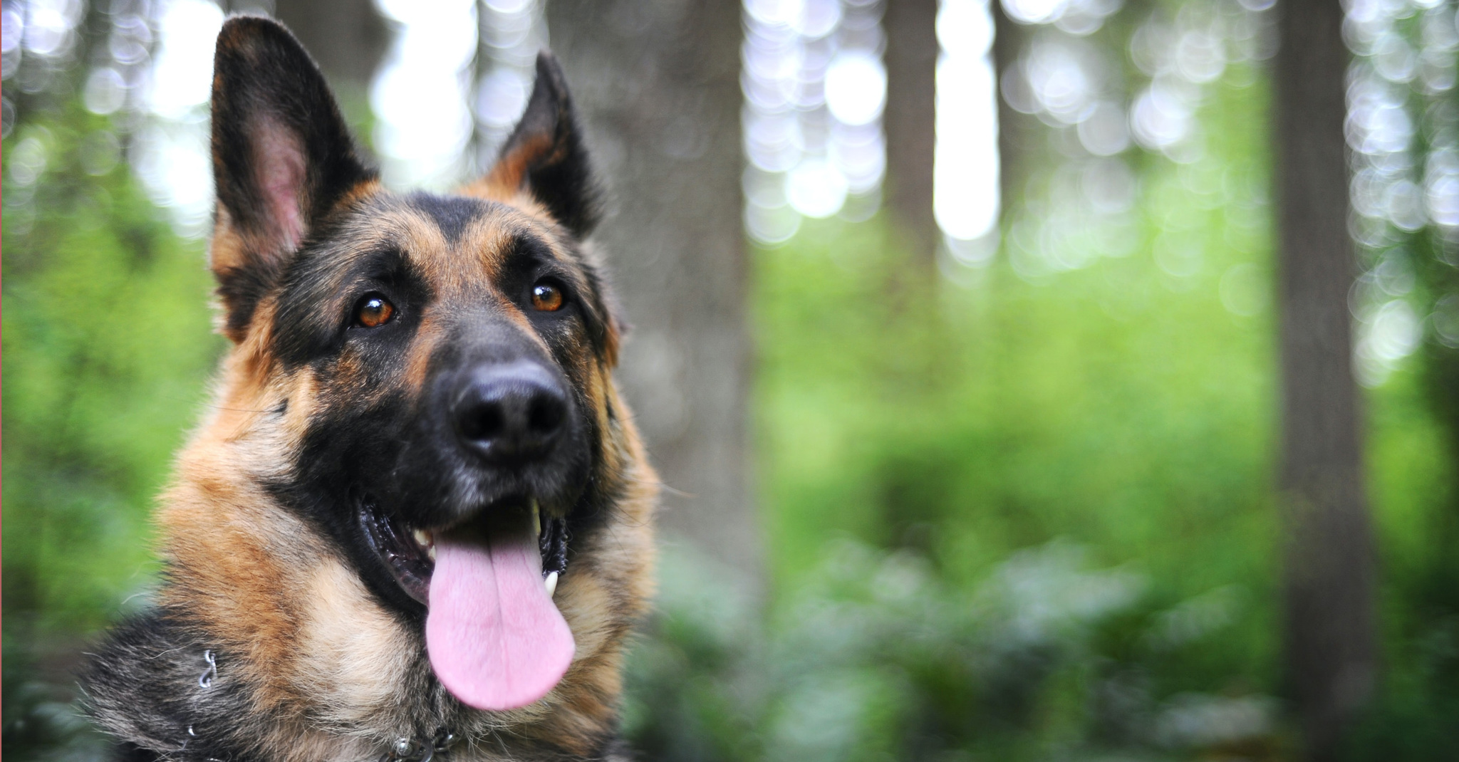 A németjuhász genomjának teljes leírása segítheti a fajtára jellemző betegségek jövőbeli tanulmányozását, kiszűrését