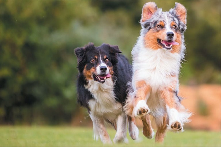 Kutyafajták futáshoz - Ausztrál juhászkutya
