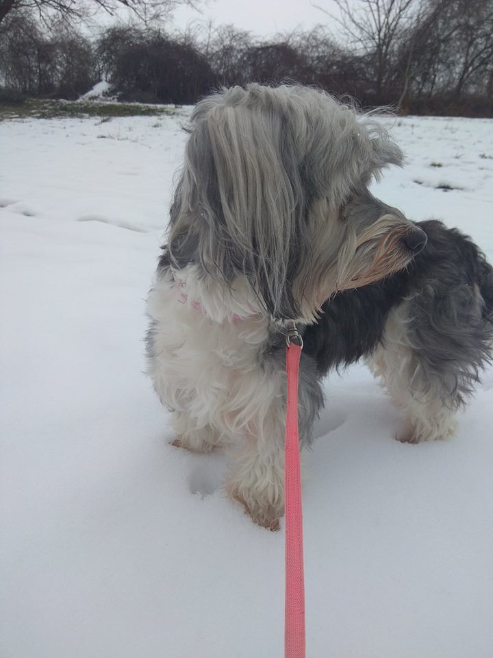 Zoráról lemondott a gazdája