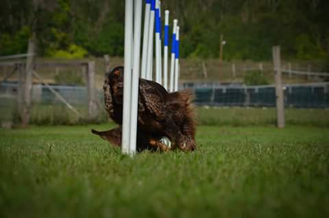 A sport a kiegyensúlyozott, egészséges kutya titka