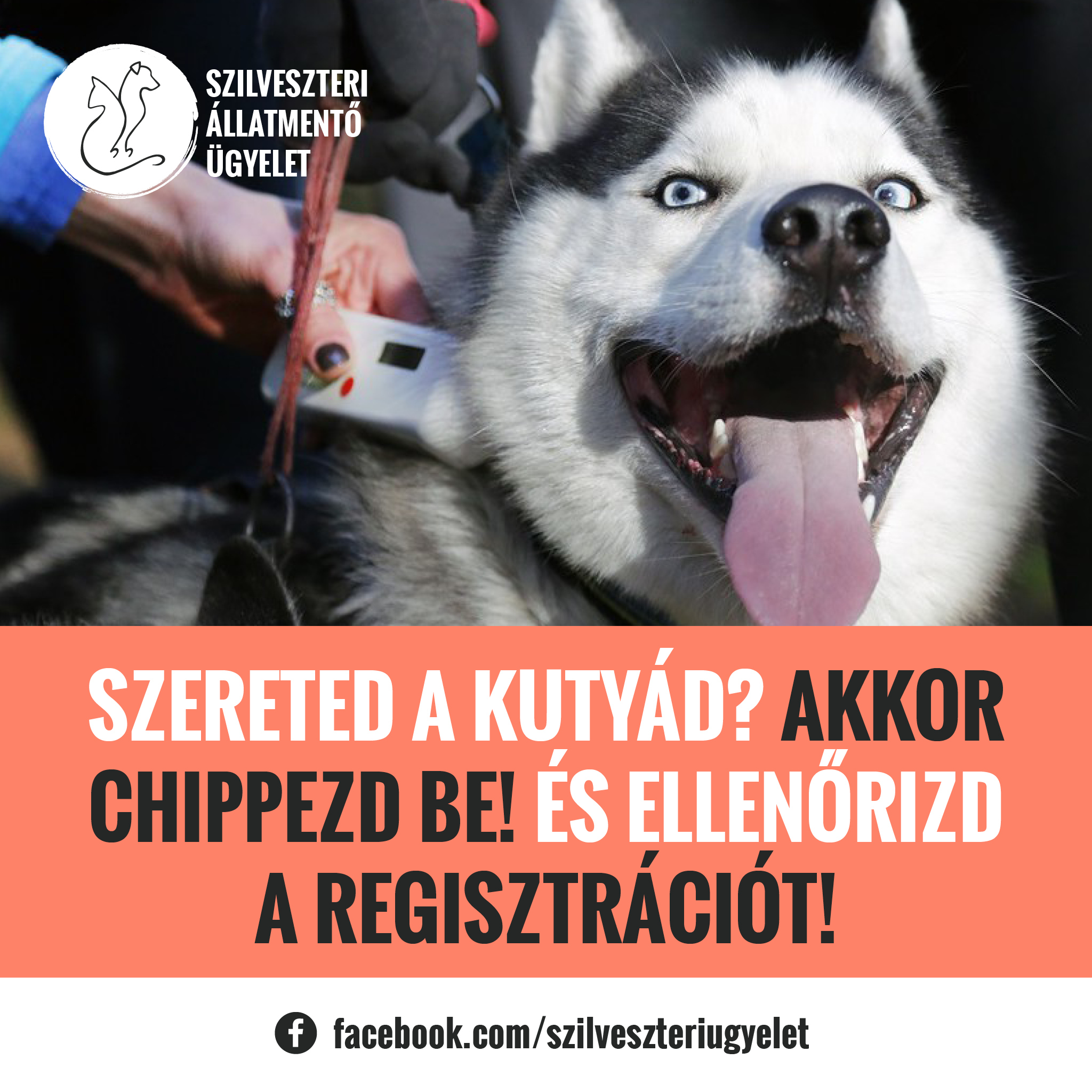Nagyon fontos a kutya chipje és az azon lévő adatok ellenőrzése!