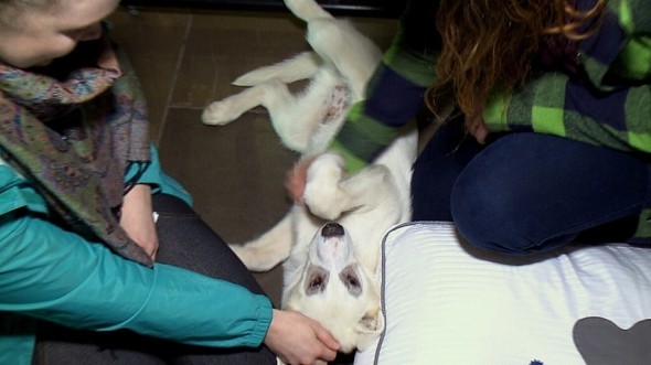 Casper, a gazdikereső kölyök szívesen ismerkedik a kutyabarát hotel vendégeivel