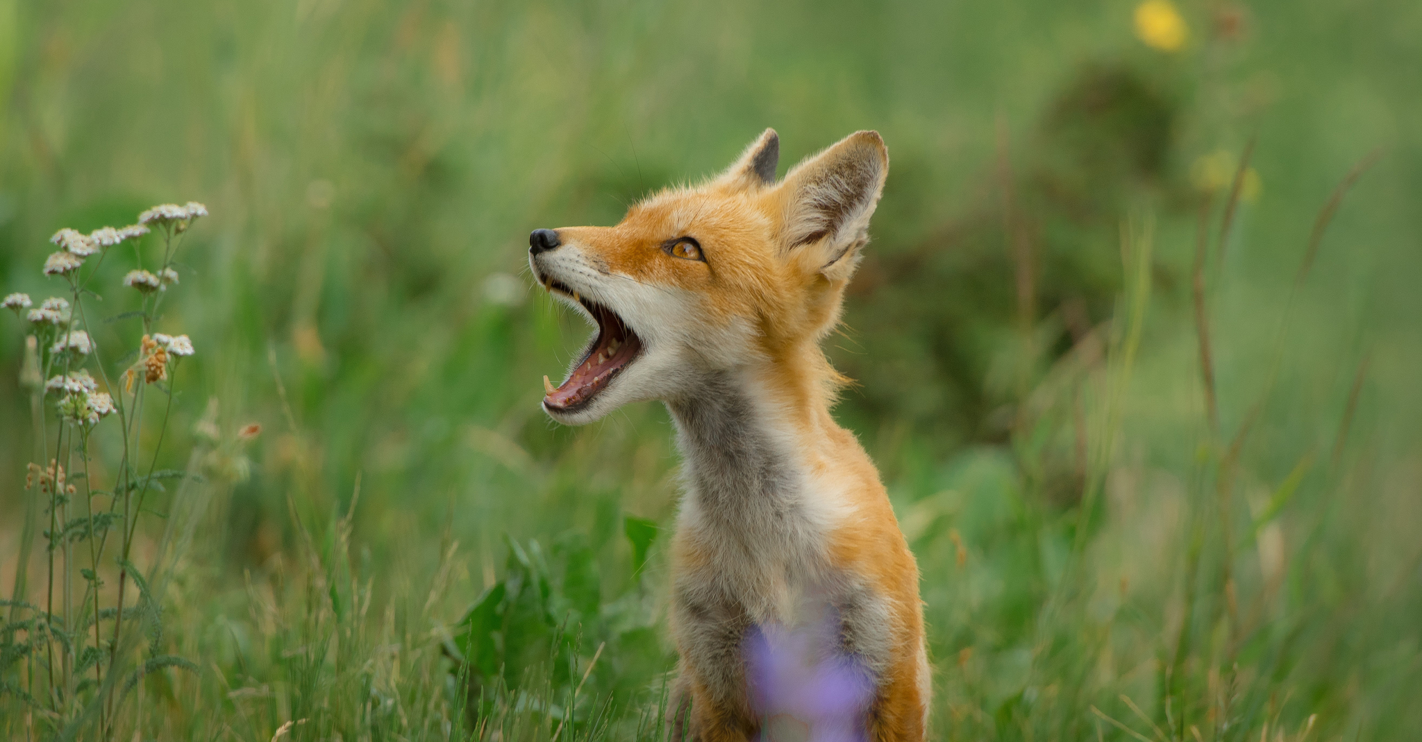 Fellélegezhetnek a kutyások: közeledik az ebzárlat vége