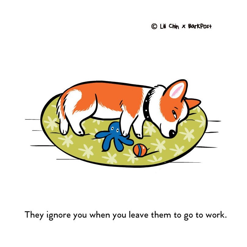 Átnéz rajtad a kutyusod, mikor elmész otthonról