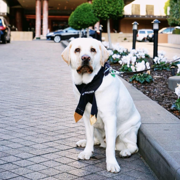 A szálloda labradorja sétára is invitálja a vendégeket