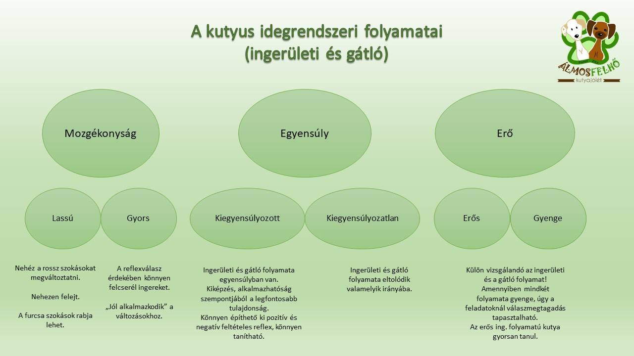 A kutya idegrendszeri folyamatai