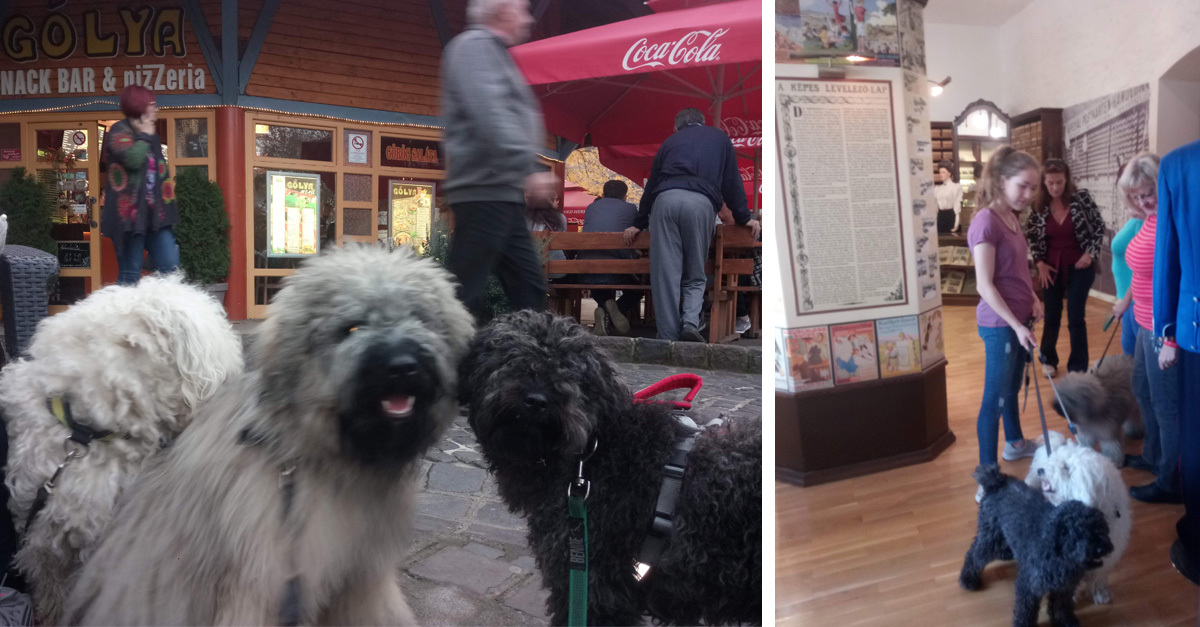 Három pulival sem lehetetlen az élménydús nyaralás!