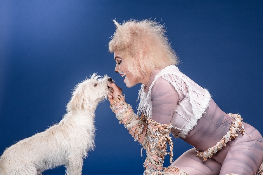 Macskák segítenek az árva kutyáknak - színészek pózoltak a menhelyi kutyákkal - 3