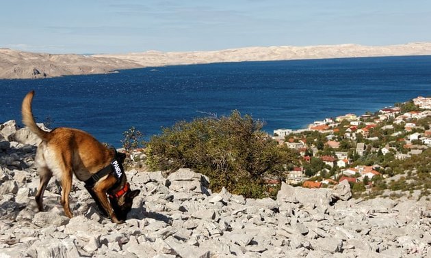 Sírkereső kutya - az orruk nem téved!