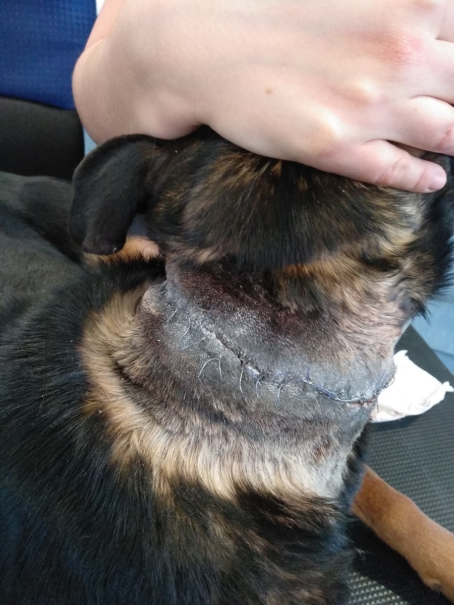 Isaura nyakát megműtötték, eltávolították a láncot, már gyógyul