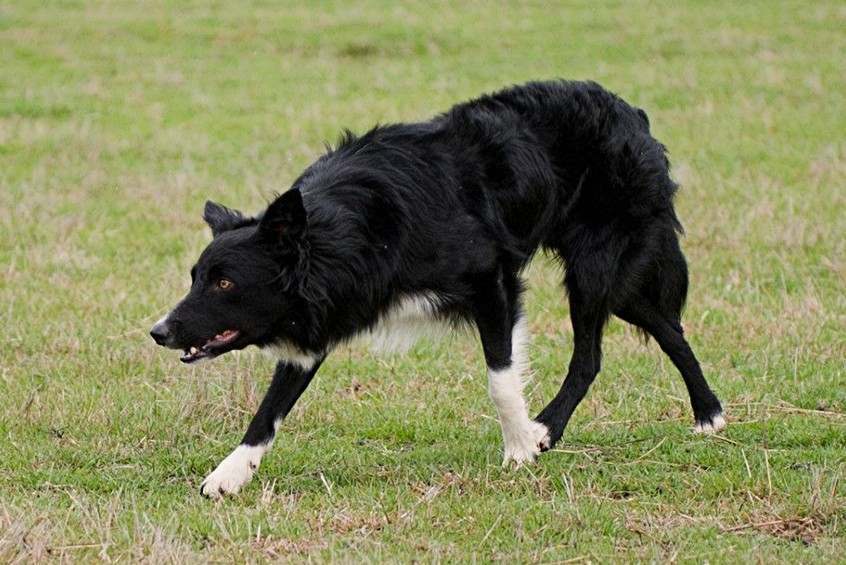 Working Border Collie