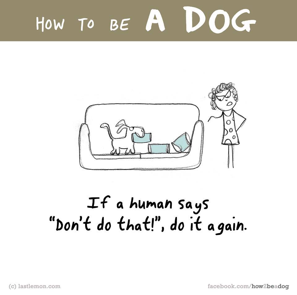 Ha a gazdád azt mondja: ezt ne csináld, nem szabad!, azt tedd meg újra! Ha a gazdád azt mondja: ezt ne csináld, nem szabad!, azt tedd meg újra!