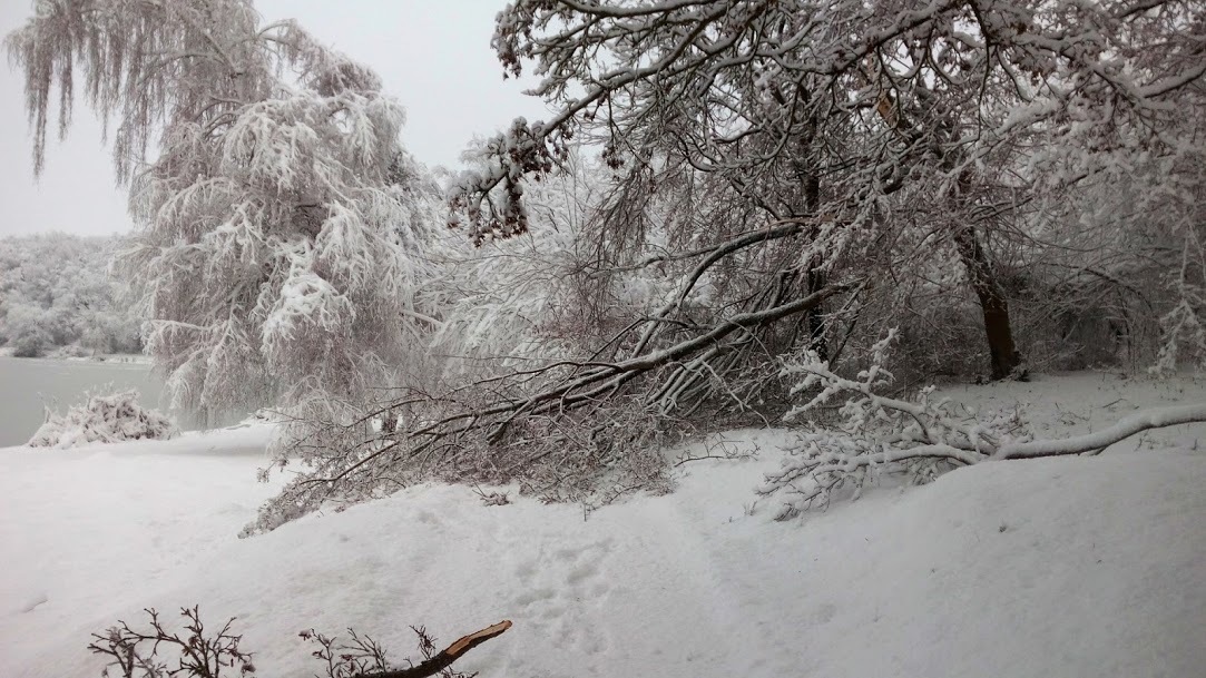 Zord viszonyok a parkerdőben
