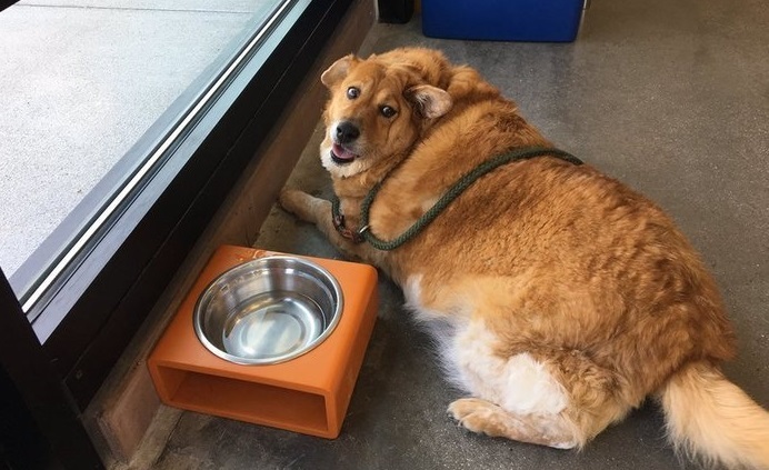 Túlsúlyos kutya - Ilyen volt Strudel az edzések előtt