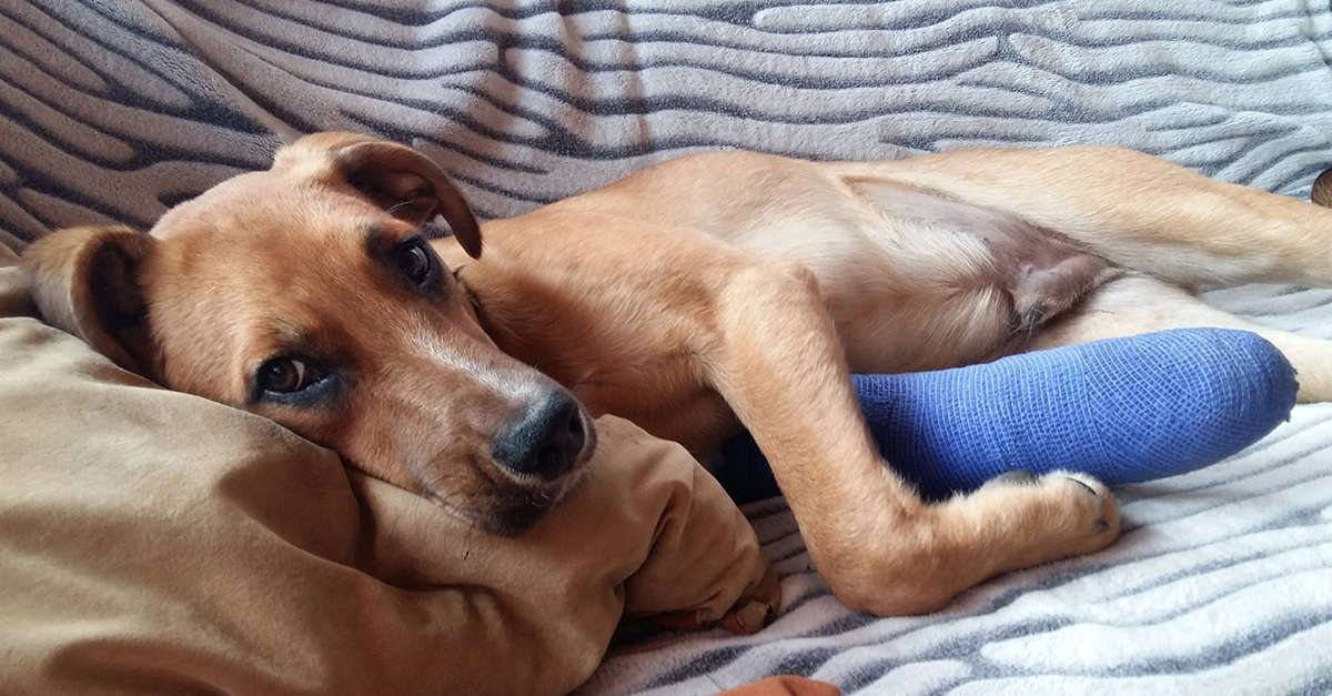 Chivas már túl van a műtéten