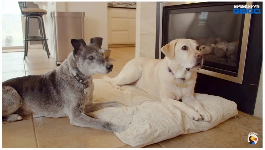 A 19 éves kutya új otthonában