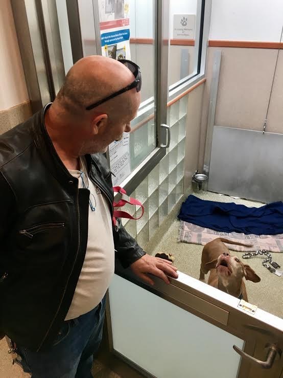 A találkozás pillanatai a menhelyen