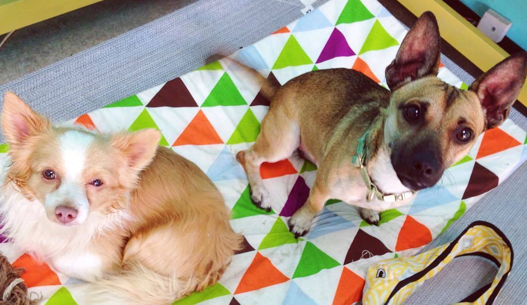 Chris és Royce, az amerikai kutyakávézó gazdikereső kutyusai