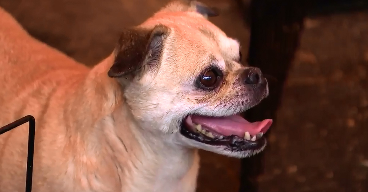 Az egyébként is mentett kutyákat is menekíteni kell a tűz elől