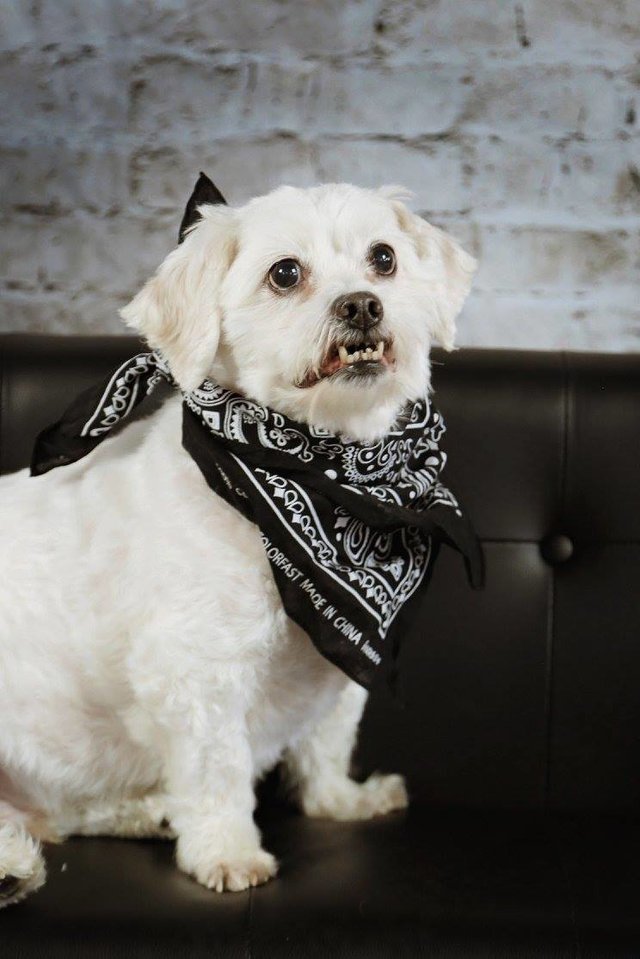 Riley, az örökbefogadott kutya csinos kendőben