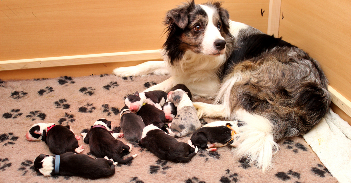 Zoya kis családja körében 2017-ben