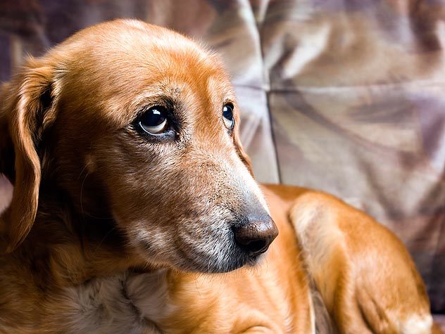 Inkontinencia idős kutyáknál - soha ne büntessük meg, nem tehet róla