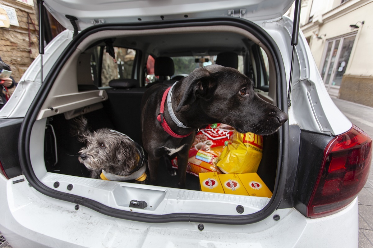 Az autó mellett állateledelt, gyógyszereket vehettek a menhelyek, több helyen pedig felújítást is tudtak végezni