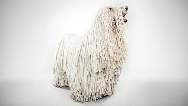 komondor